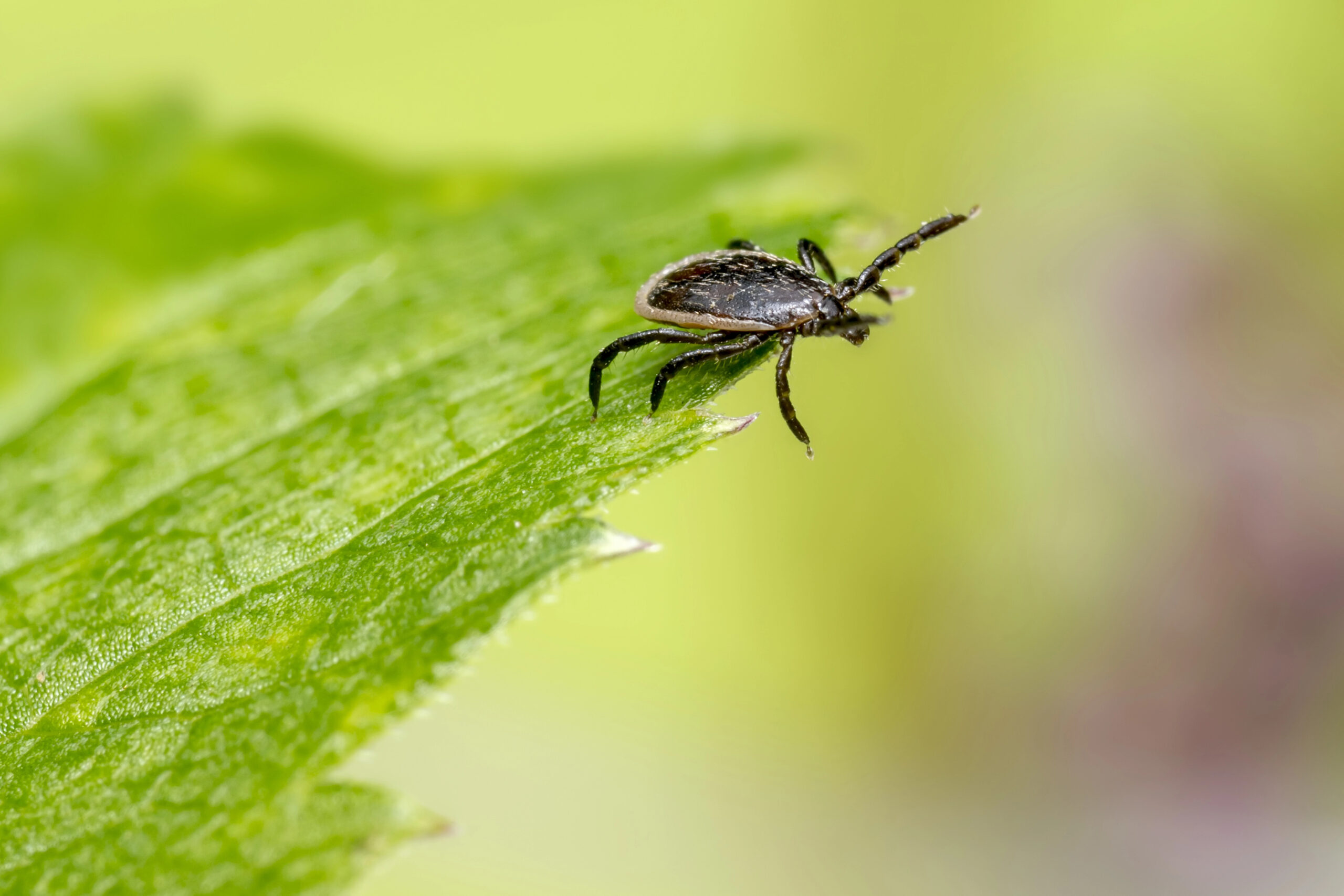 tick control