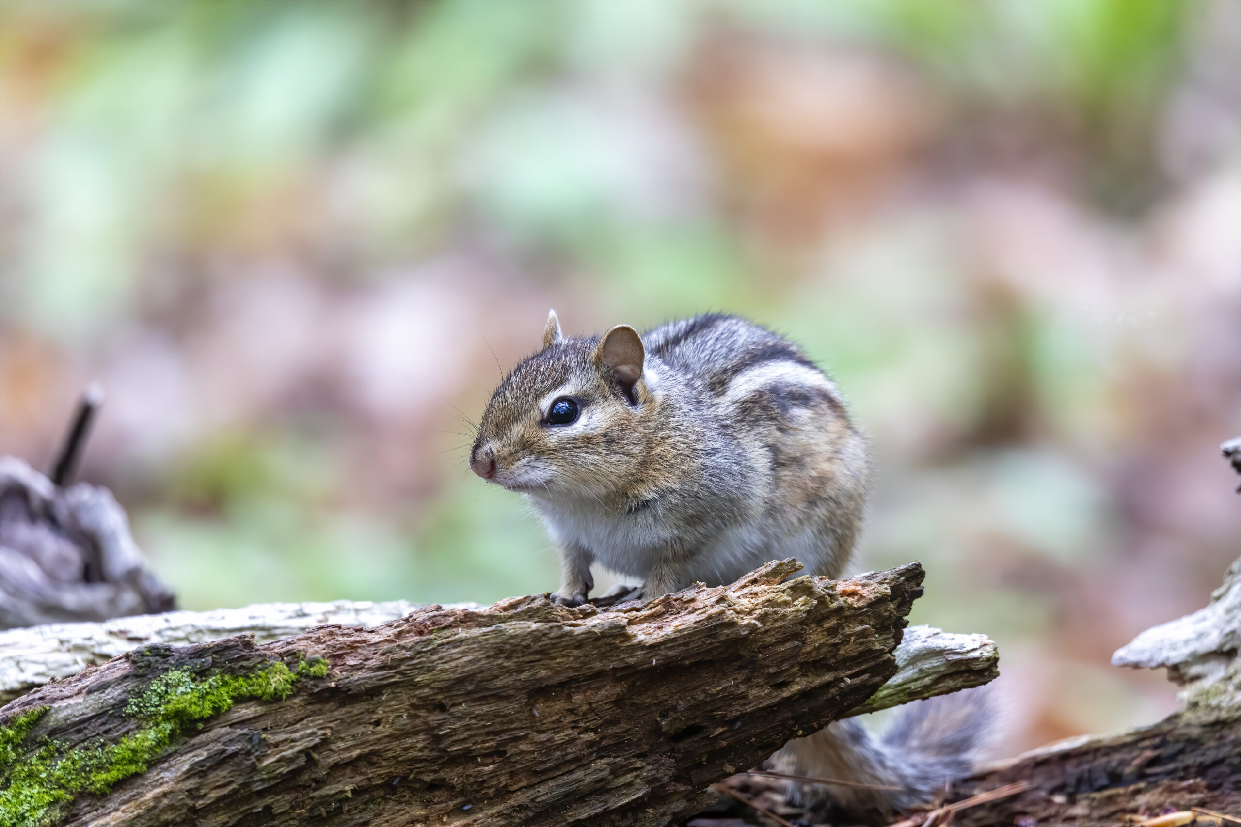 chipmunk control