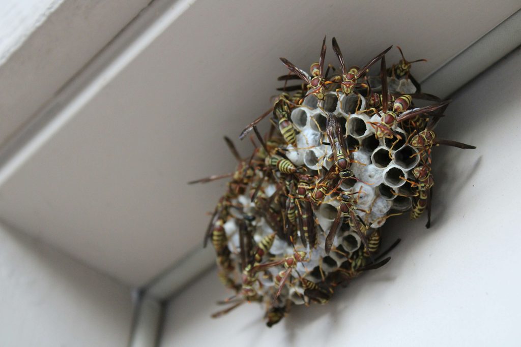 Pest Control FAQs - 1 Pest Control FAQs